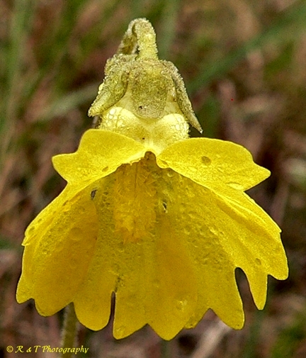 {Pinguicula lutea}